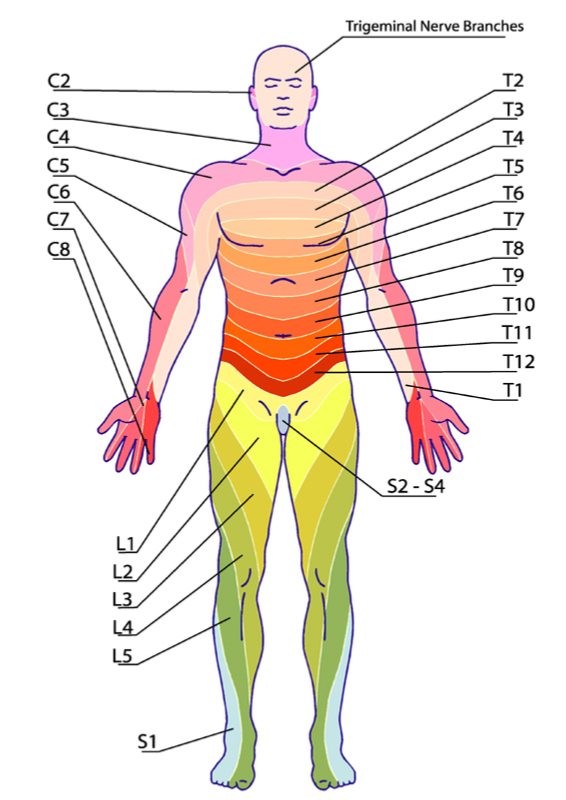 Back Pain Nerve Chart