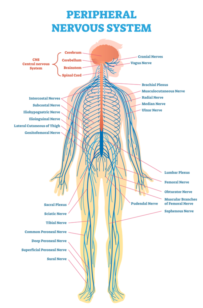 most nerve endings in body