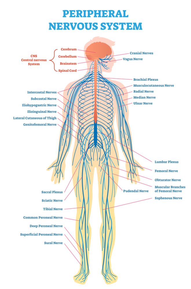 What Nerves Are In The Middle Of Your Back