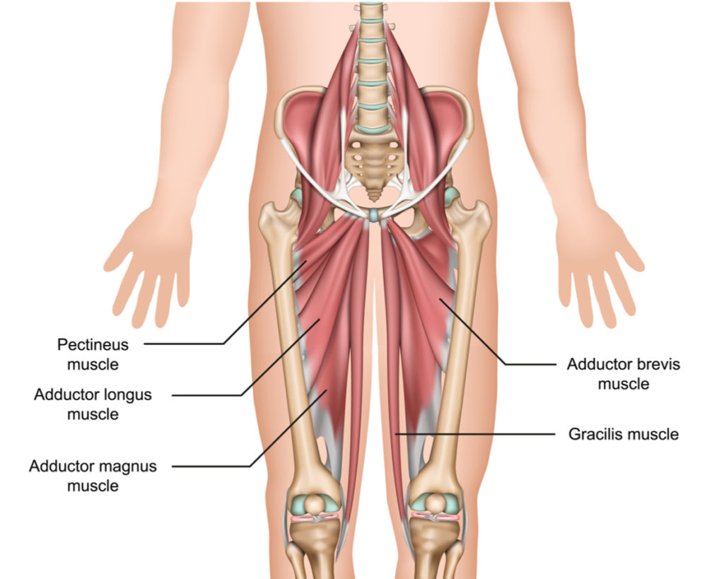 What Organ Is On The Left Side Of Your Groin