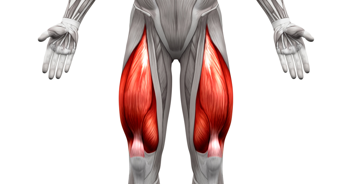 Quadriceps Muscle