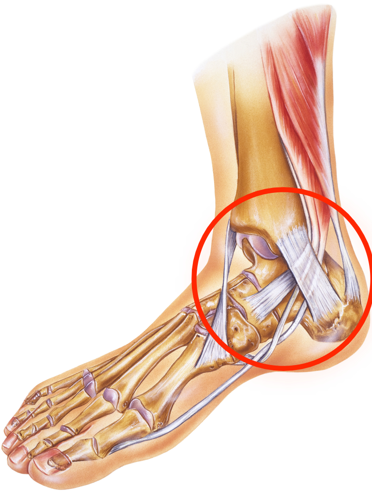 Physiotherapy in River Heights, Winnipeg for Ankle Pain - Anatomy