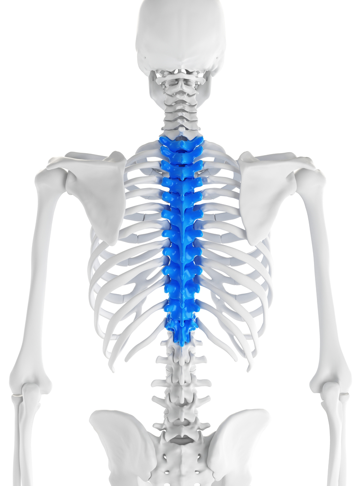 mid lumbar spine